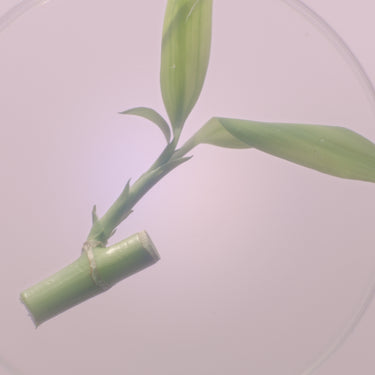 A short stick of bamboo with two leaves.