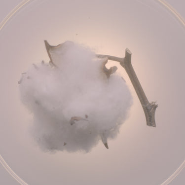 A big fluff of cotton.