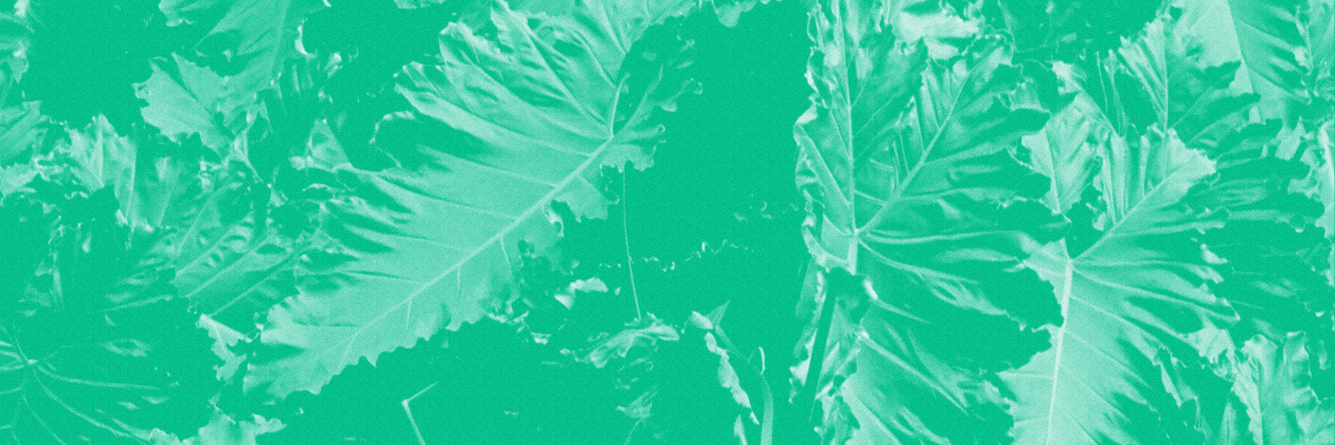 Tropical-looking leaves. 