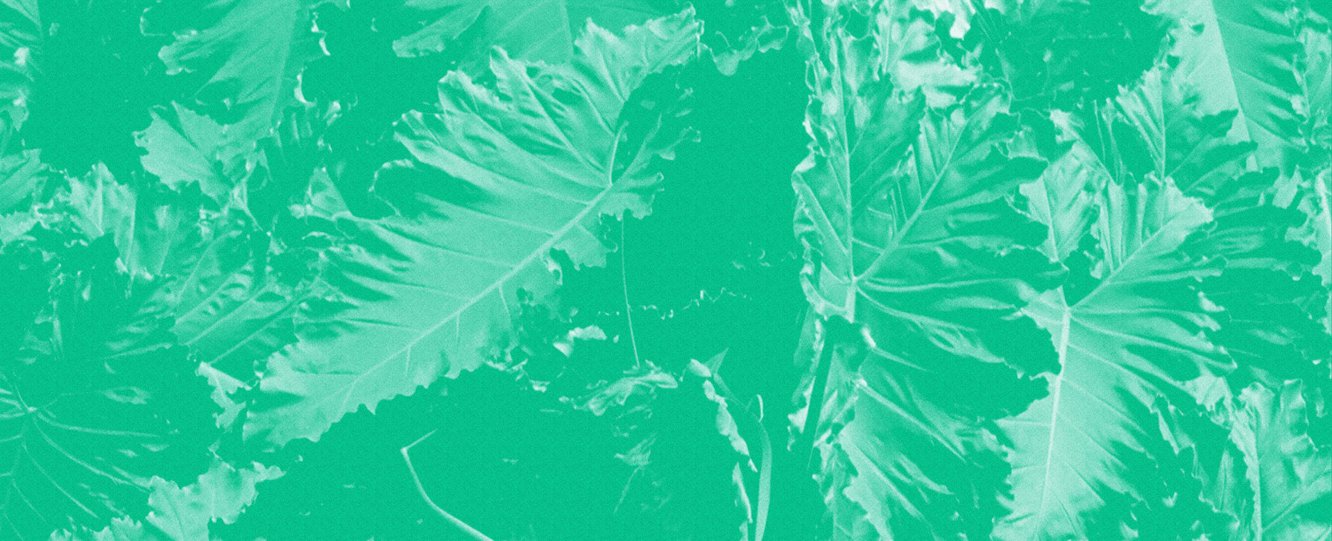 Tropical-looking leaves. 
