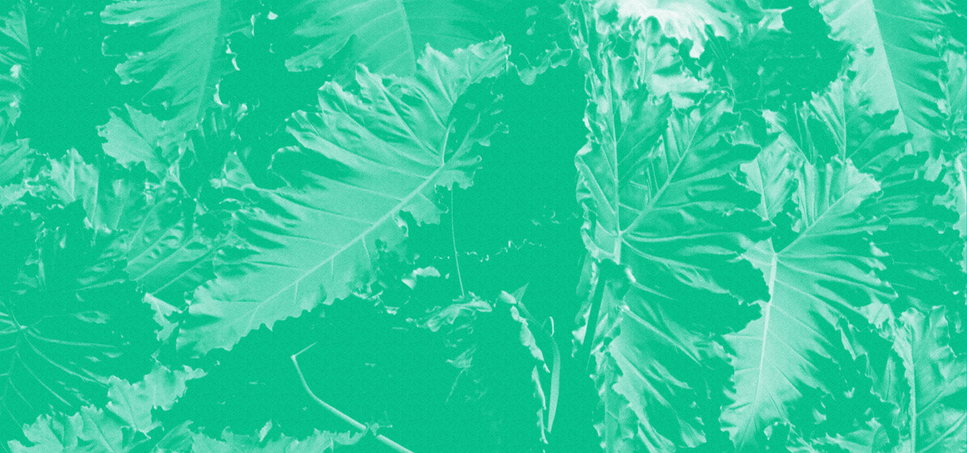 Tropical-looking leaves. 
